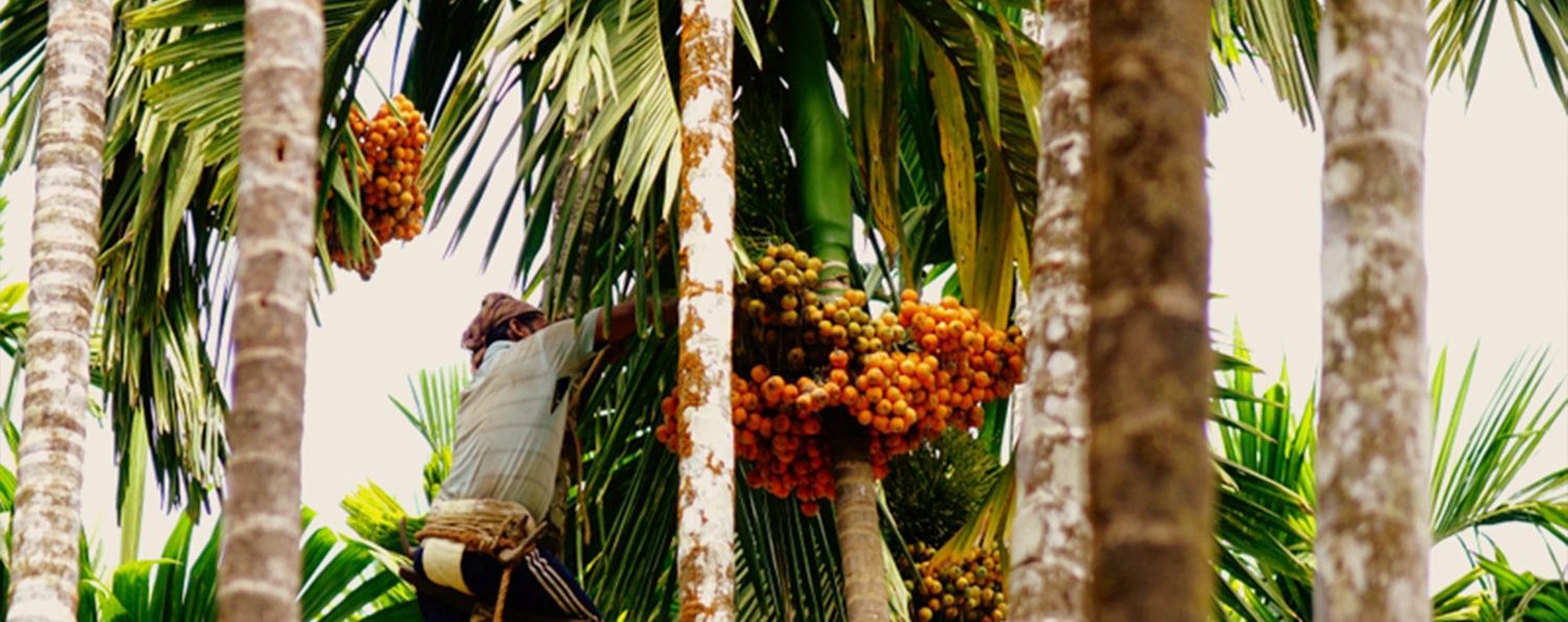 Arecanut Processing