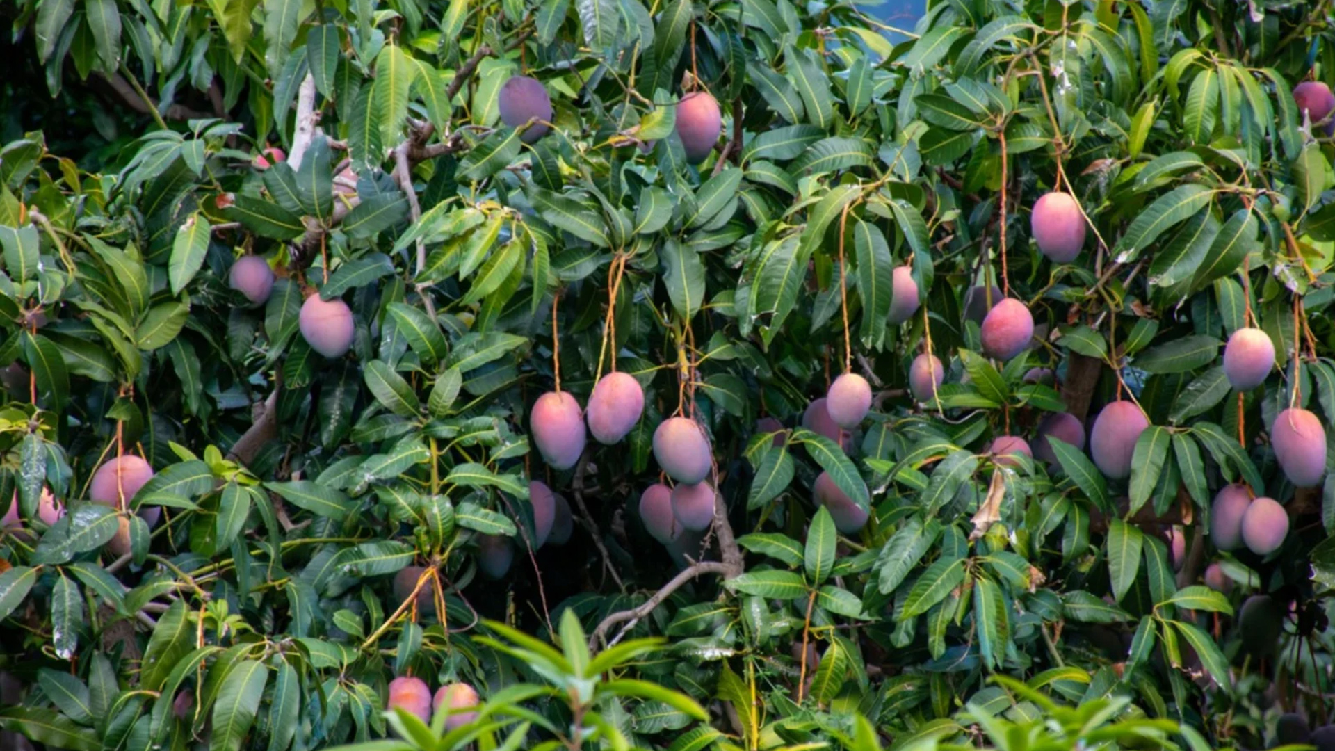 Mango Harvesting