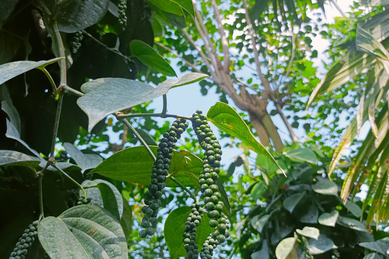 The Black Gold pepper Karnataka